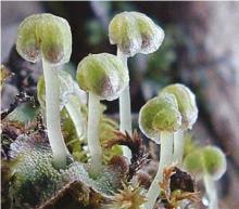 ������ ����������