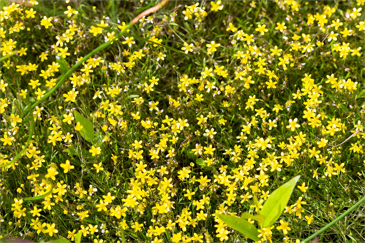 ����� ����������