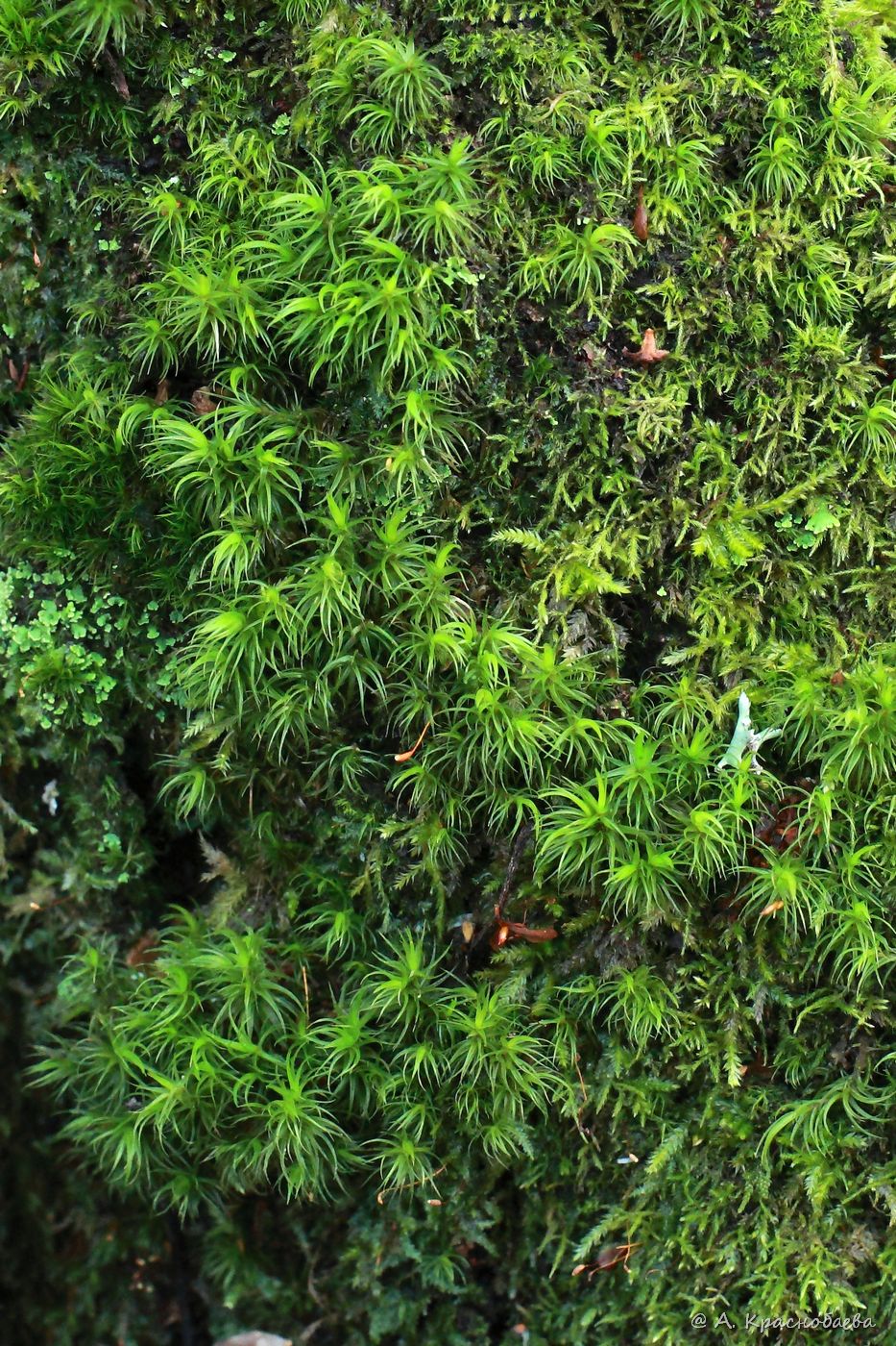 �������� �����������