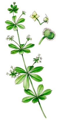 ����������� ������������