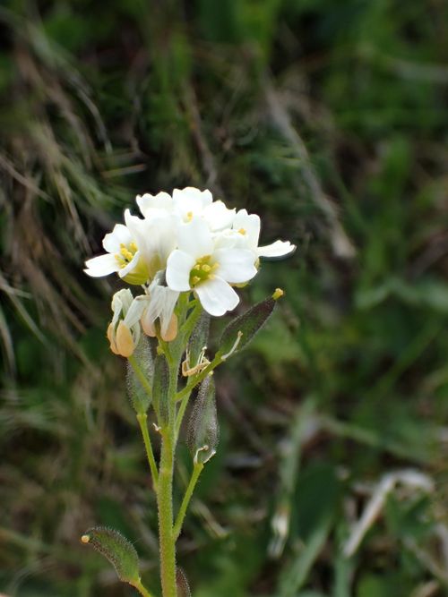 ������ �������