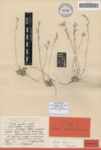 ������ ���������