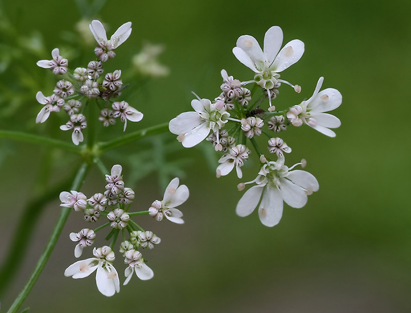 �������� ��������