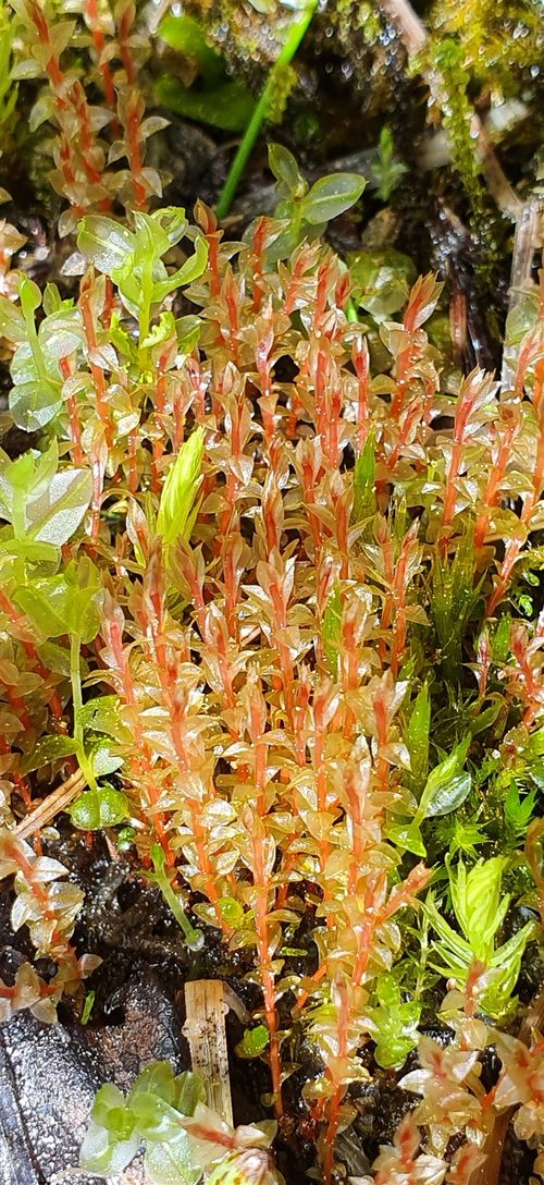 ����� �������