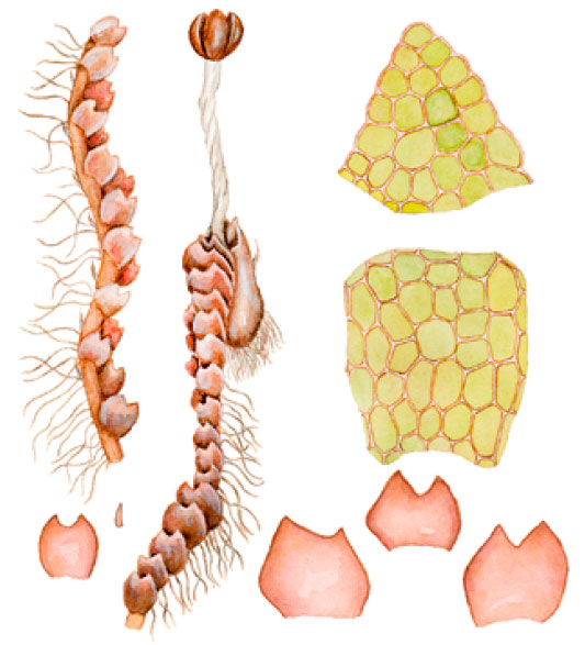 ������ ���������