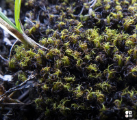 ����������� �������