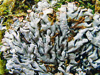 ���������� ����������