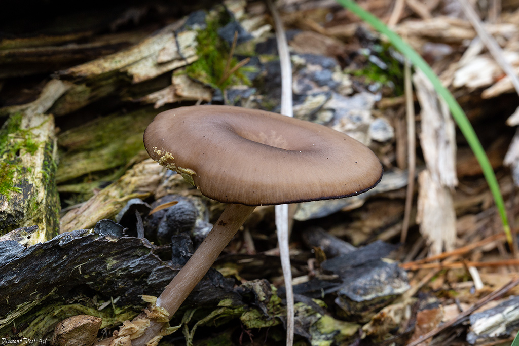 �������������� ������������