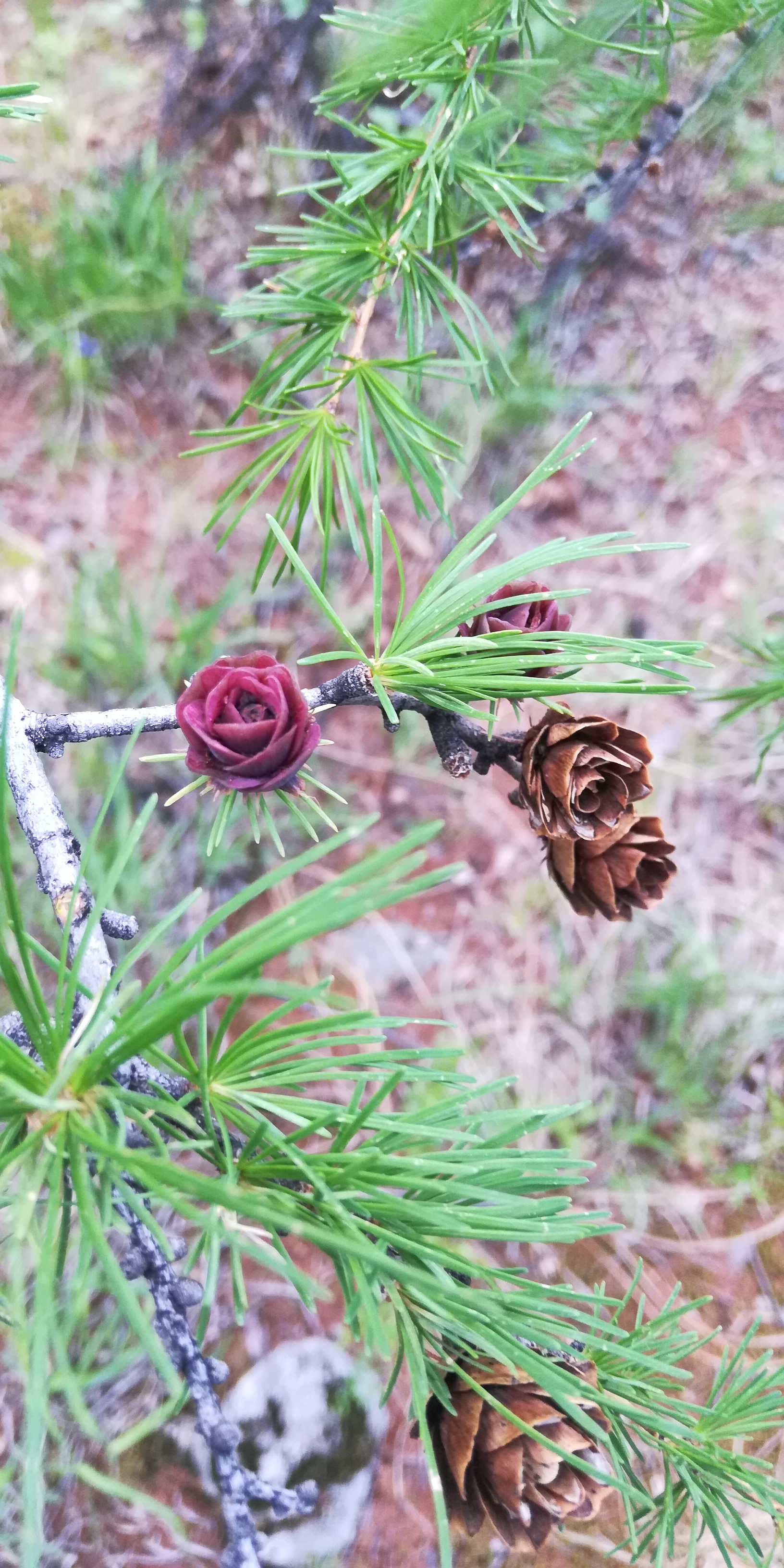 ����������� �������