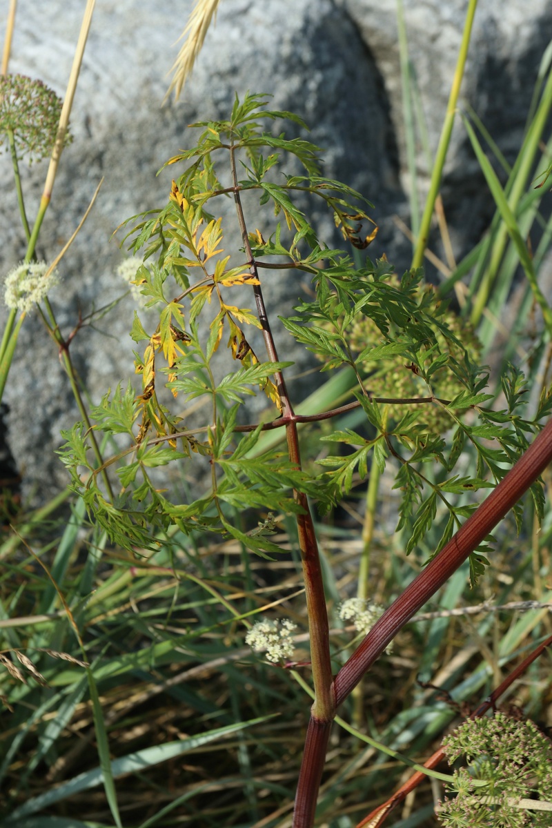 ��������� ���������