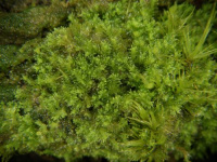 ������� ����������