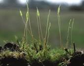 �������� ���������