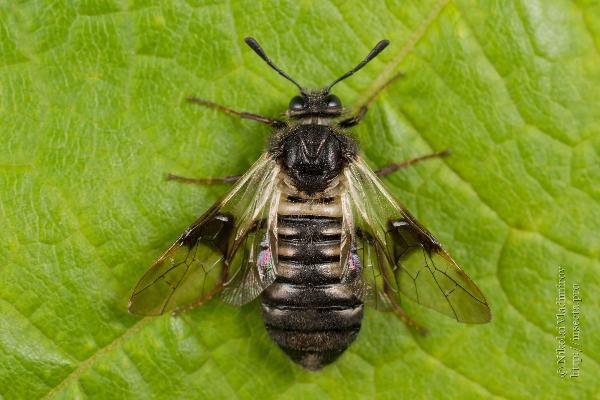 Abia fasciata