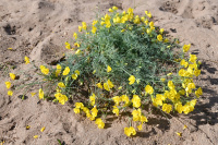 �������� ������