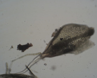 ���������� ����������