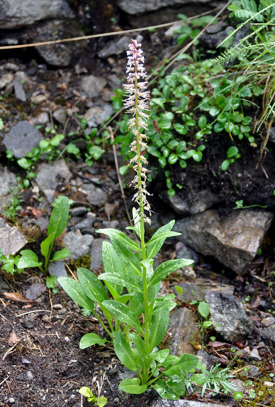 �������� c�������