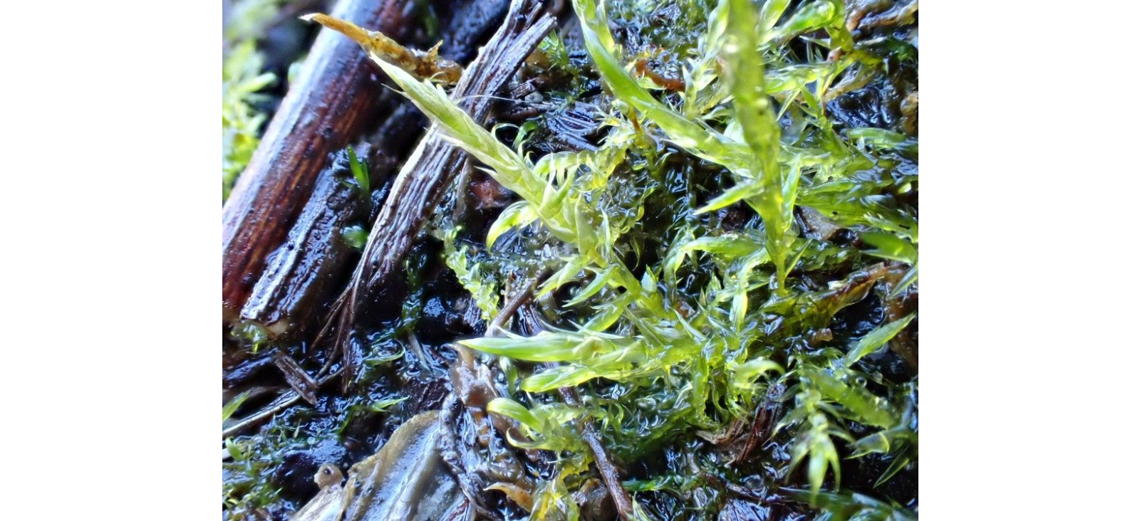 ������������� ������������