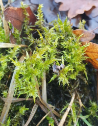 ���������� ����������