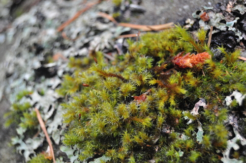 ������������ ��������������