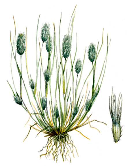 ������������ ��������