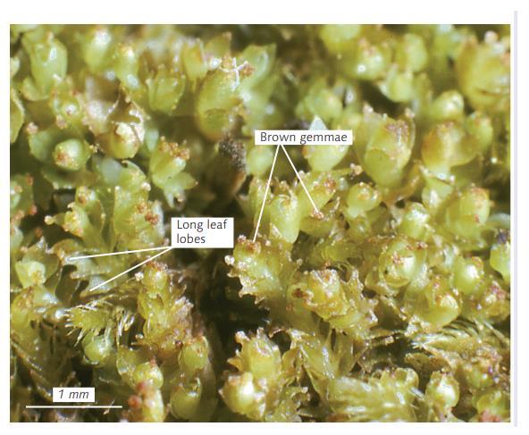 ������� �����������