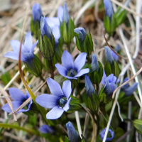 ����������� ���������