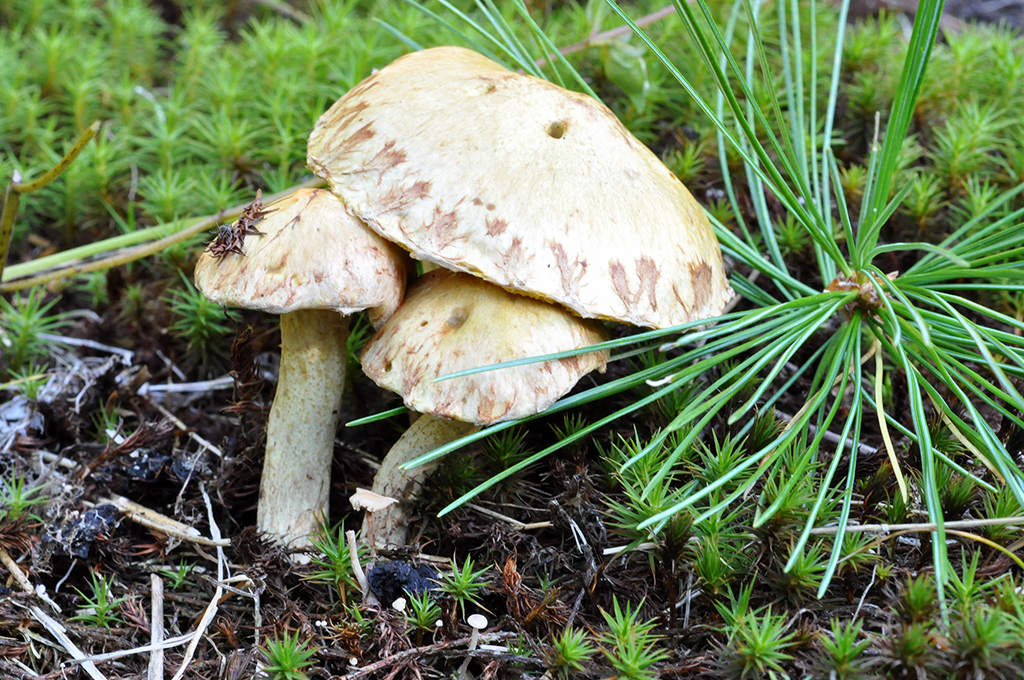 �������� ���������