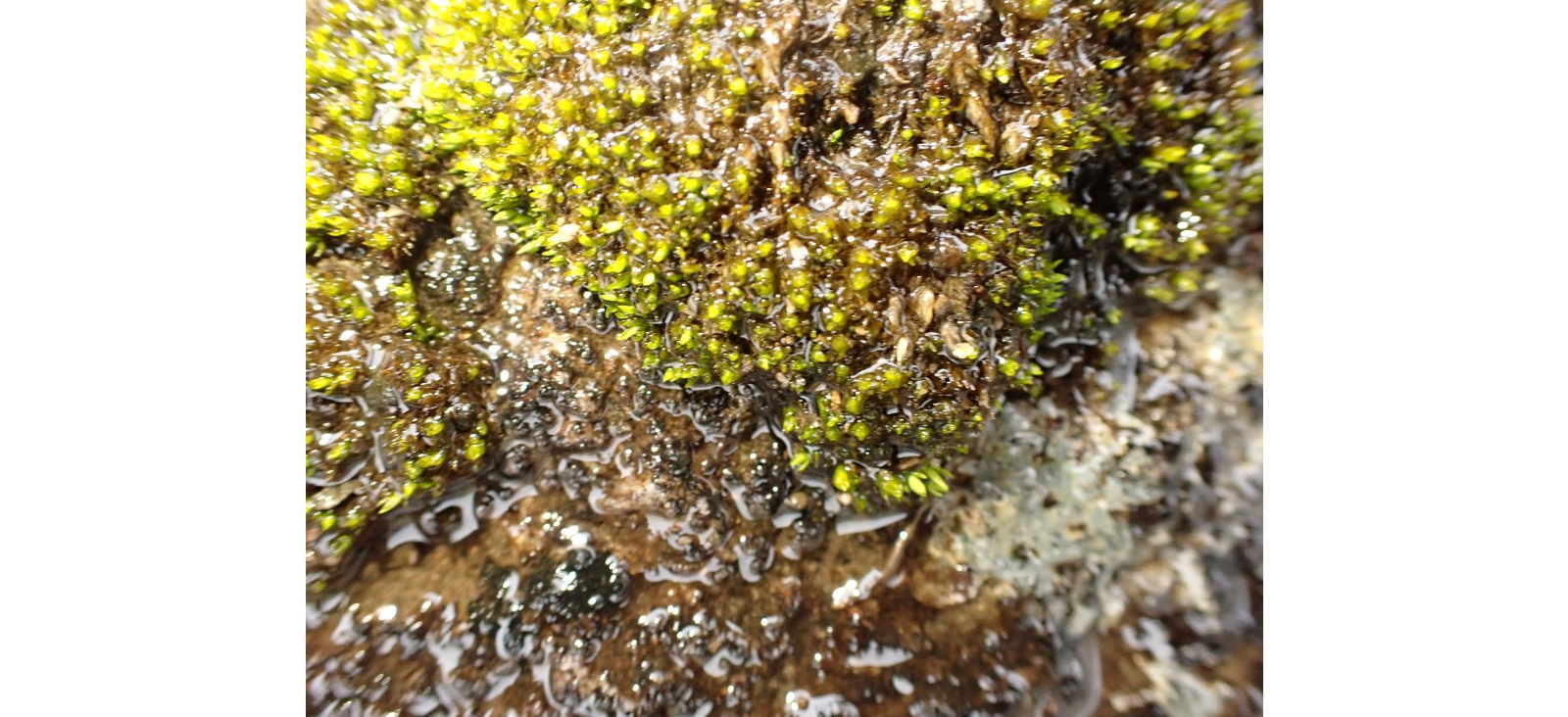 ������� ������