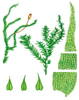 ���������� ���������������