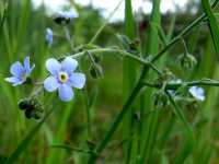 ������� ��������������