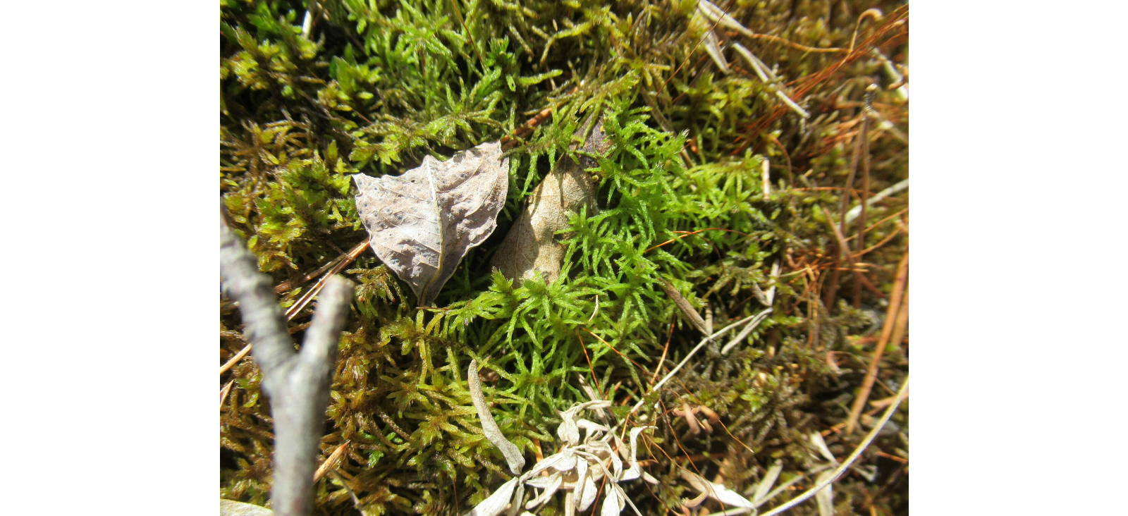 �������� ��������