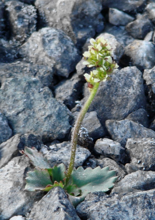 ��������� �������