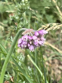 ��� ���������