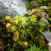 ���������� ���������