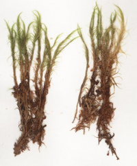 �������� ����������