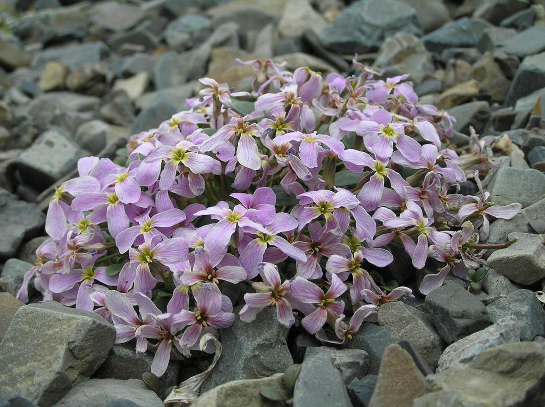 ��������� �������������