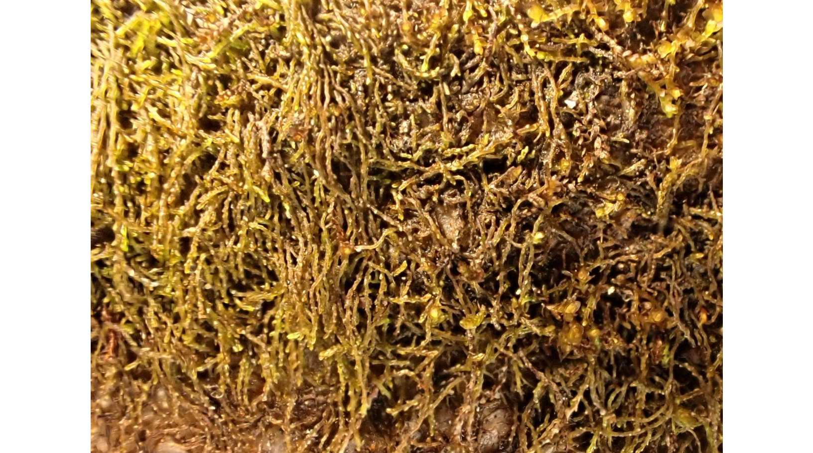 ���������� �����