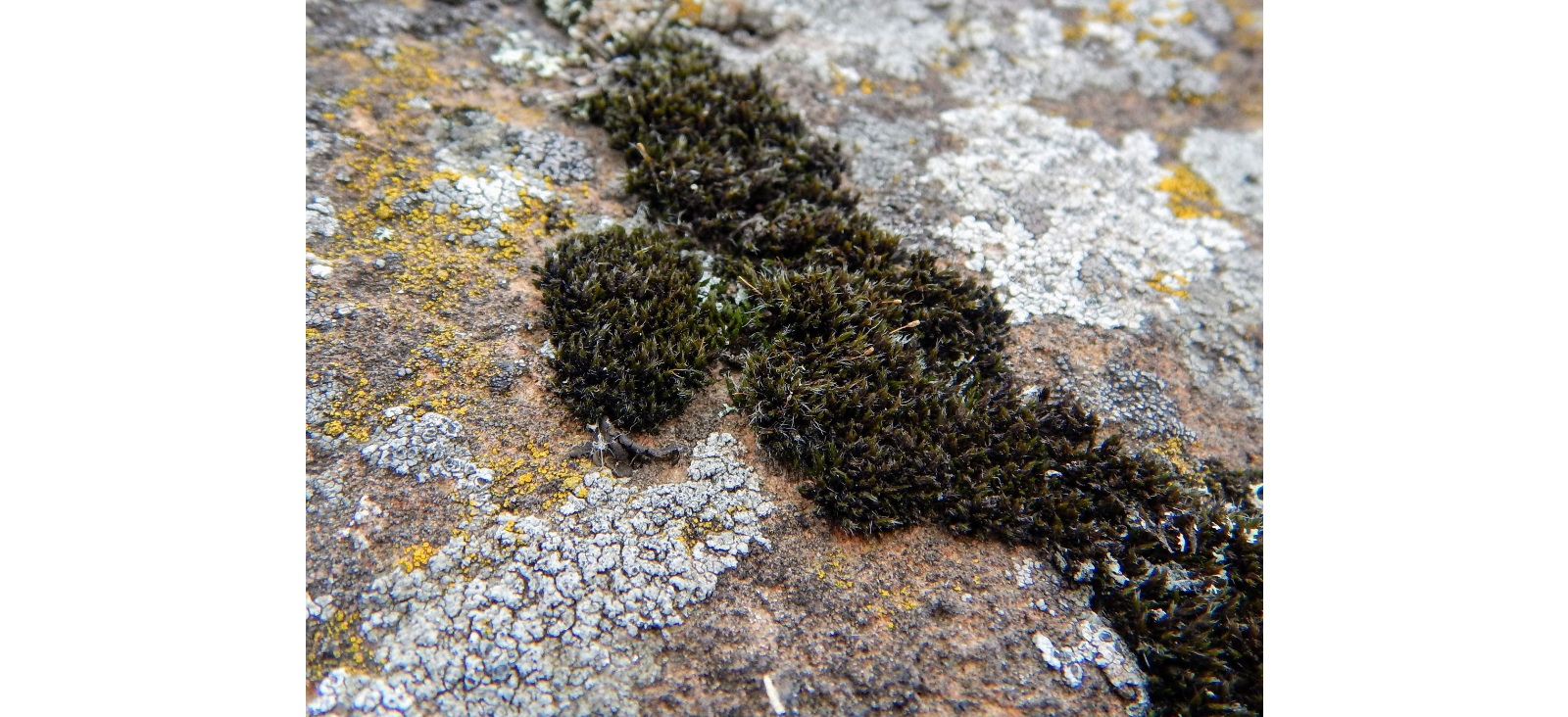 ������� �����������