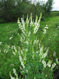 ������ �����