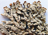 ���������� ������������