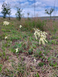 ������� �������������