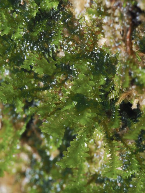 ����������� ������������