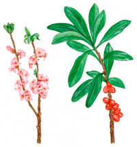 ������� ������������ (������ ����)