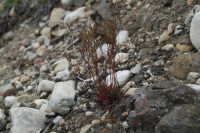 ����� ����������