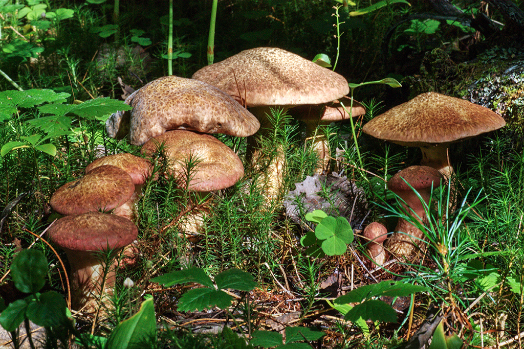 ������� ������