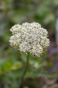 ������� ���������