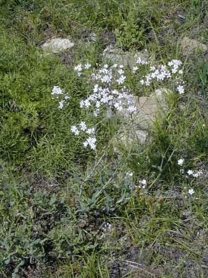 ����� ��������