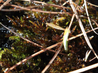 ����������� ����������