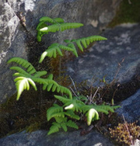 ���������� ���������������