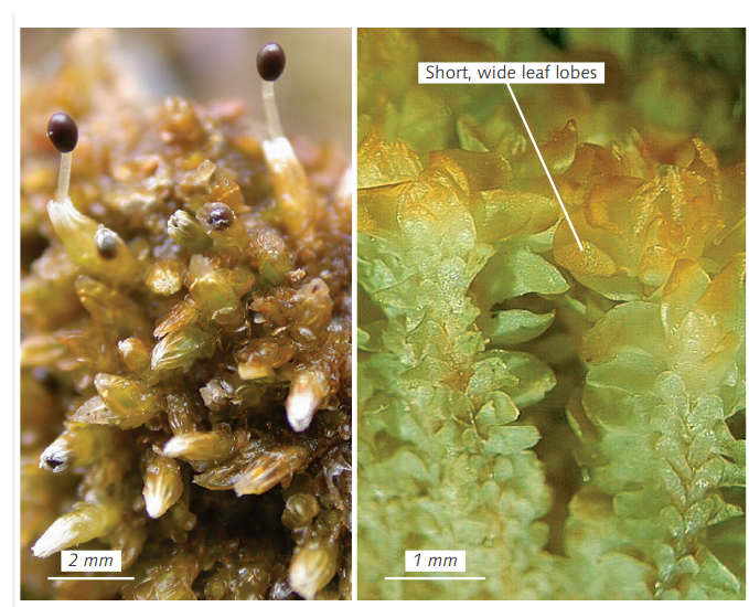 ����������� �����������